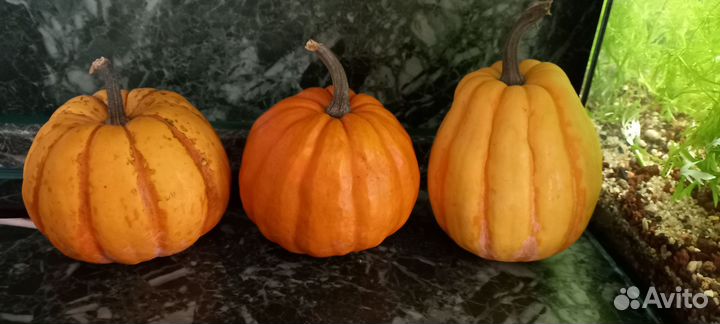 Рассада декоративной тыквы