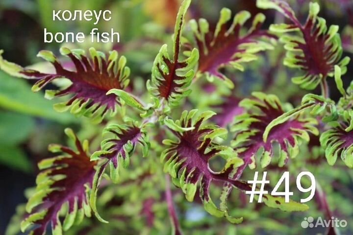 Колеусы вегетативные, сортовые, крапивка