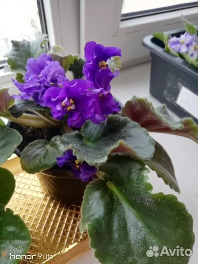 Цветущие фиалки