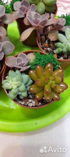 Композиции из суккулентов
