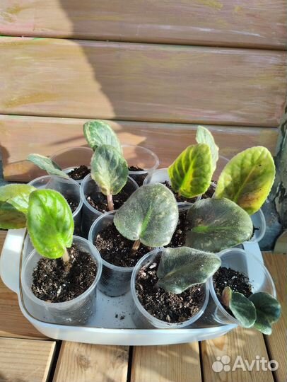 Сортовые фиалки