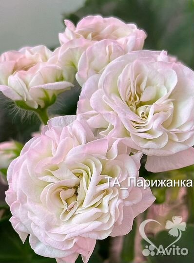 Пеларгония ди Краса России,та-Парижанка и др