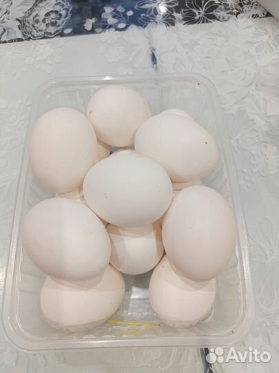 Домашние куриные яйца