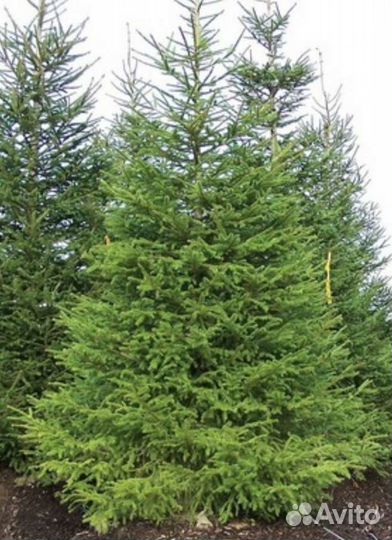 Ель из питомника