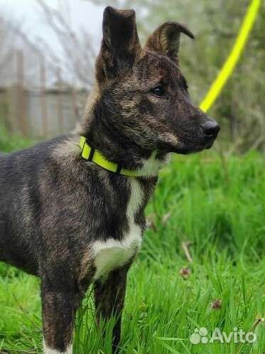 Щенок в добрые руки бесплатно