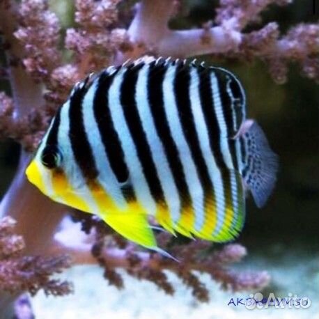 Морская рыба в аквариум