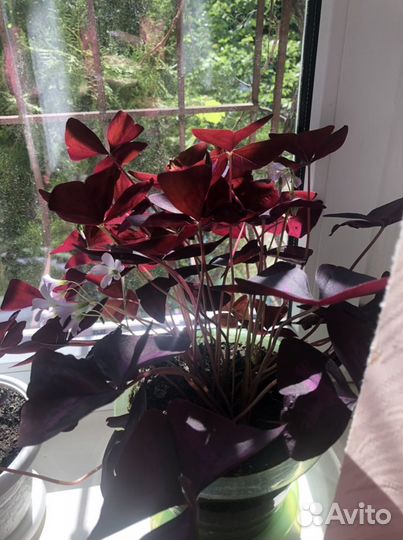 Кислица оксалис