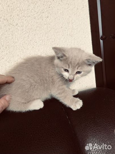 Кошка в дар