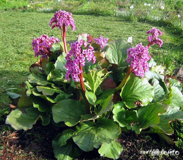 Садовые цветы