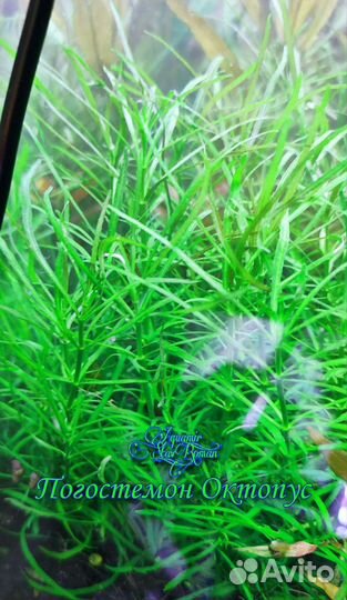 Растения аквариумные