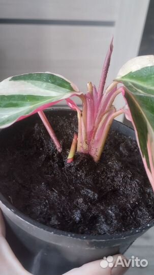 Строманта триколор