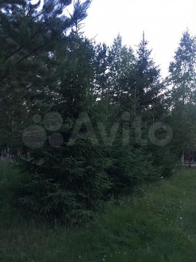 Участок 16 сот. (СНТ, ДНП)