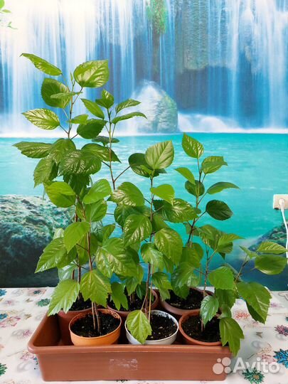 Гибискус китайская роза