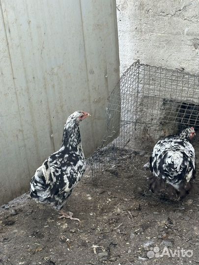 Орпинктон по 2т