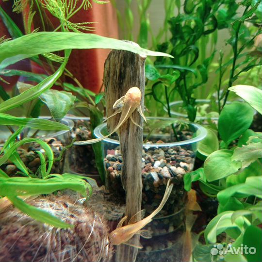 Анцик вуалевый