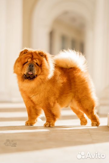 Чау-чау вязка