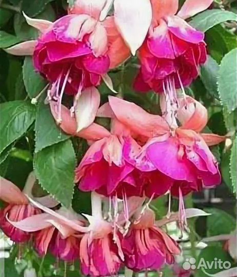 Фуксия сортовая укоренённые черенки