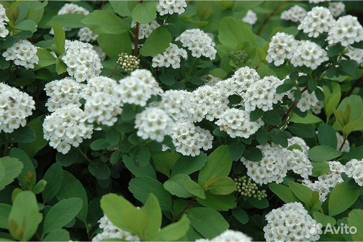 Спирея березолистная 