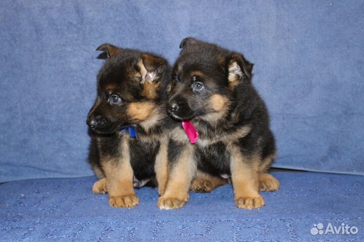 Щенки немецкой овчарки