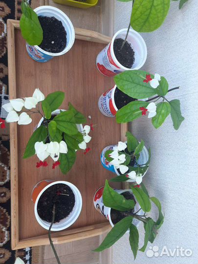 Клеродендрум