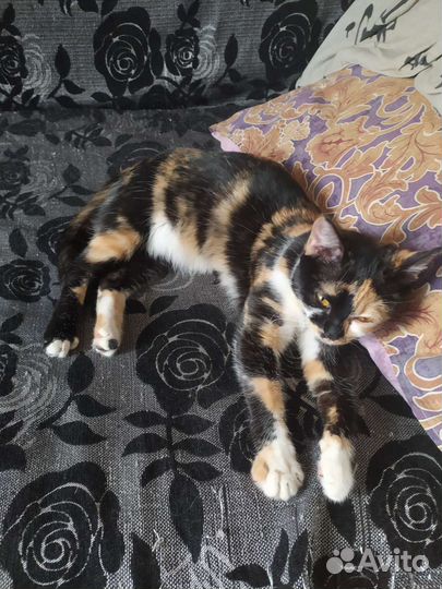 Кошка в дар