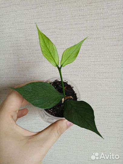 Хойя Куртиси, Эскимо, Полинейра, Ретуза, Матильда