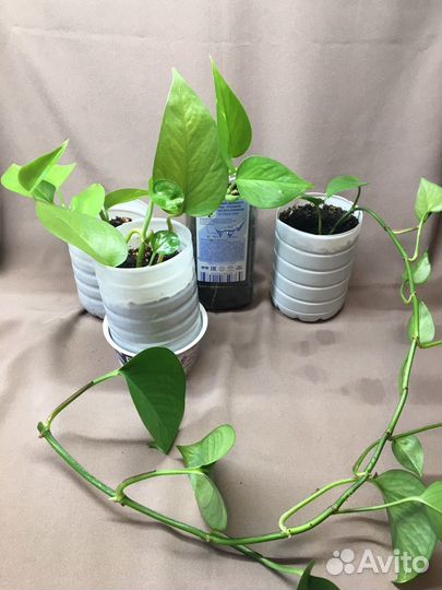 Вьющееся комнатное растение Сциндапсус