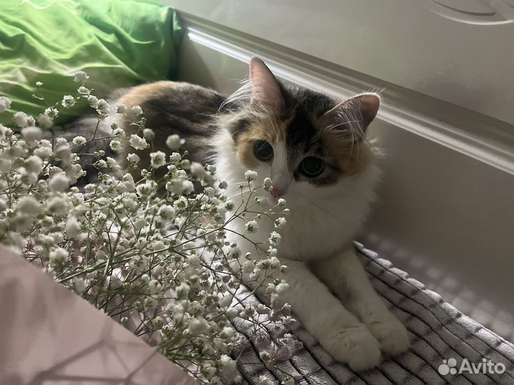 Кошечка ищет жениха для вязки