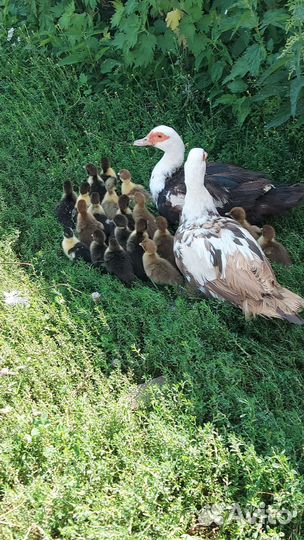 Цыплята микс,индоутята с мамами, инкуб. яйцо