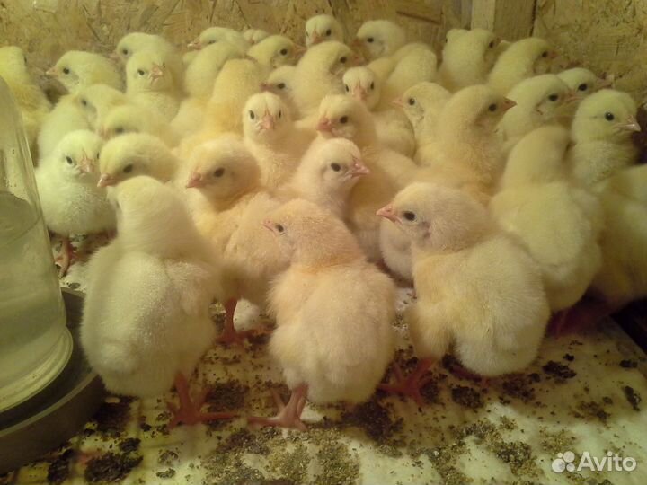 Бройлерные цыплята суточные опт и в розн