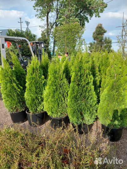 Навоз сыпец,верх слой чернозем камаз,газель,ЗИЛ 6Т