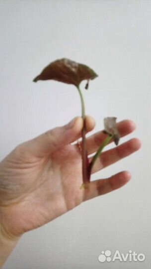 Сингониум т24, т25 и есть нью герия лайма вар