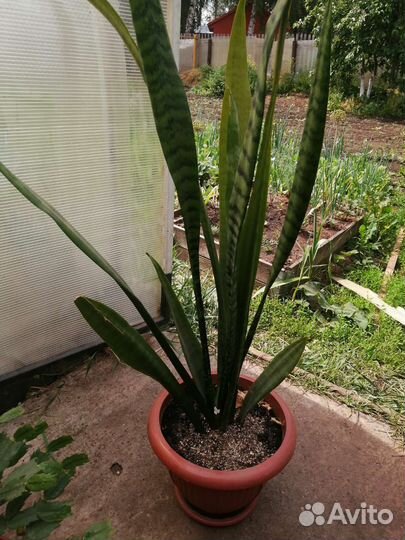 Комнатные цветы с горшком от 250