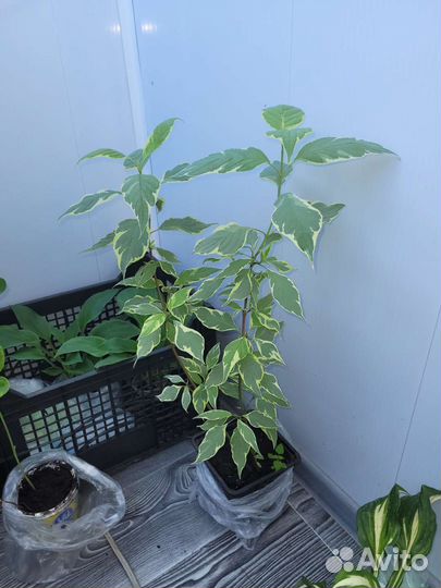 Дерен белый пестролистный