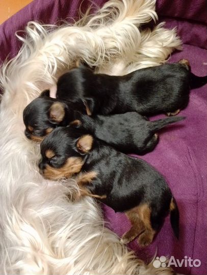 Йоркширский терьер мини щенки