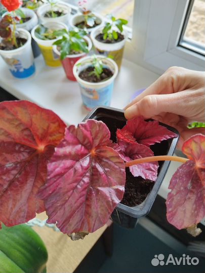 Бегония инка файер