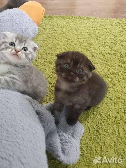 Шотландские вислоухие котята
