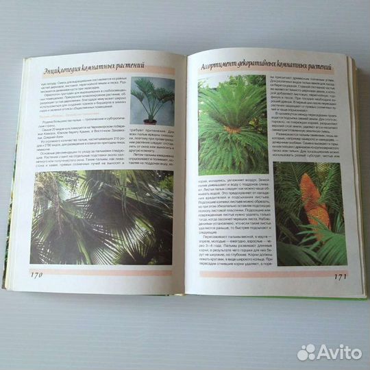 Энциклопедия комнатных растений. С. Быховец