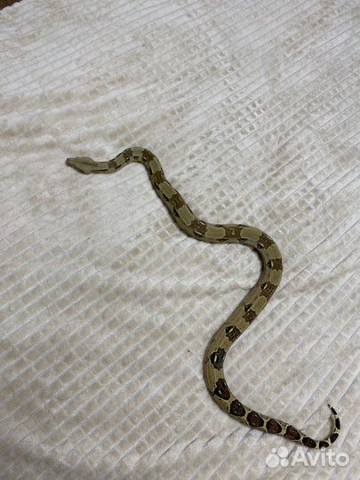 Императорский удав