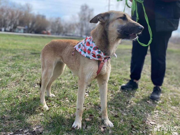 Небольшая добрая собака грустит в приюте