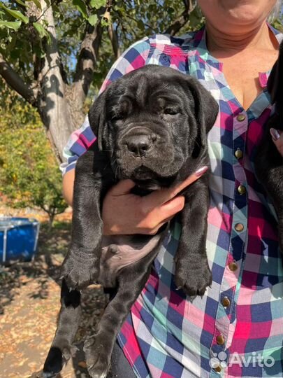 Щенки кане Корсо