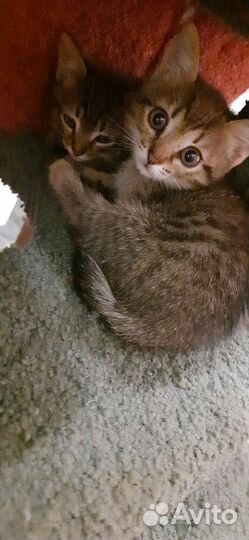 Котята крысоловы