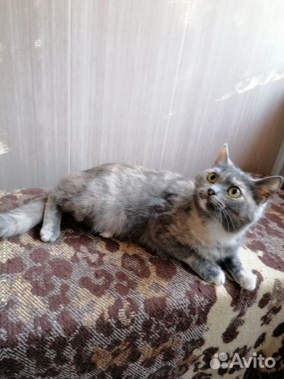 Кошка в добрые руки