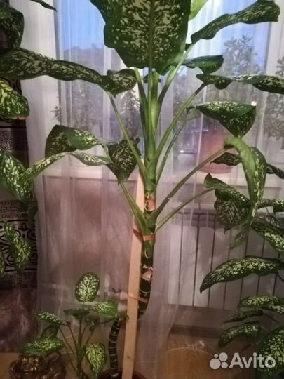 Диффенбахия