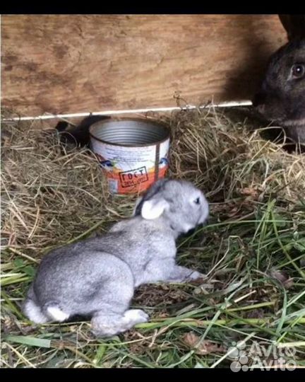 Кролики мясных пород