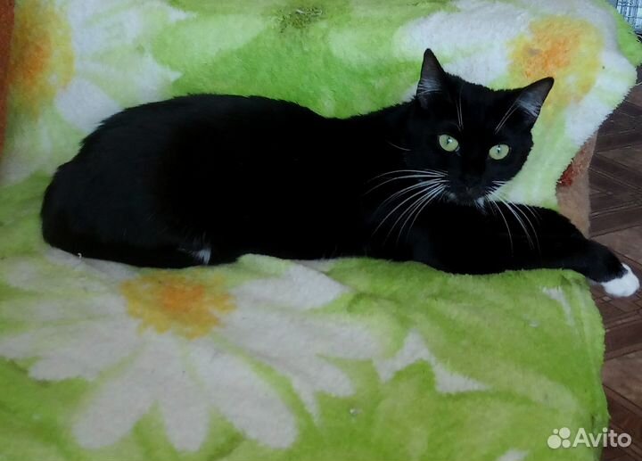 Кошка в дар