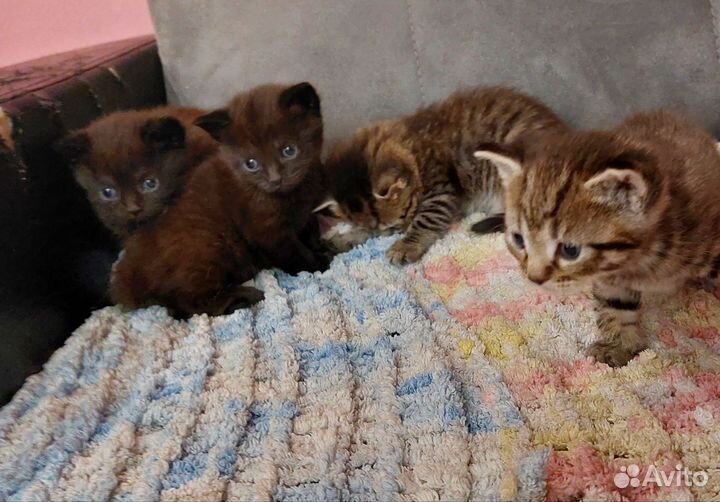 Британчики