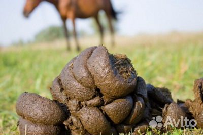 Навоз конский