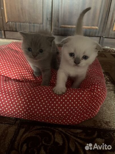 Вислоухие шотландские котята