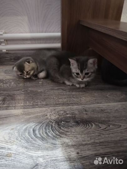 Британские котята